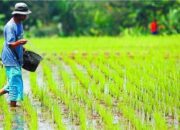 Menjawab Lemahnya Visi Pertanian Berkelanjutan Pusat Melalui Pertanian Daerah Berbasis Lingkungan