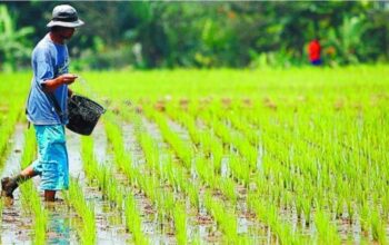 Menjawab Lemahnya Visi Pertanian Berkelanjutan Pusat Melalui Pertanian Daerah Berbasis Lingkungan