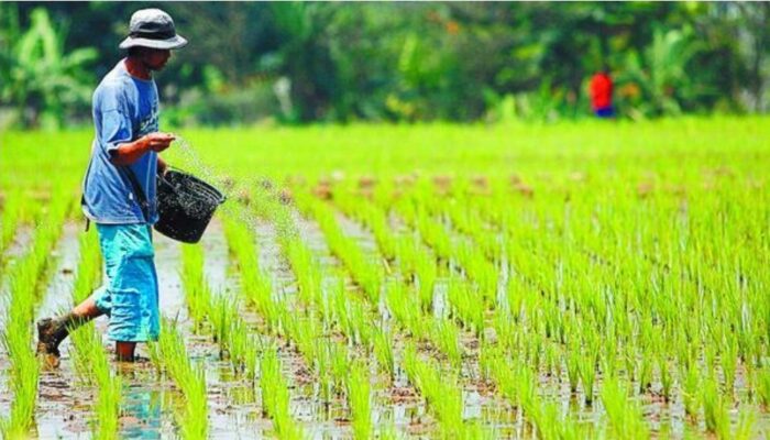 Menjawab Lemahnya Visi Pertanian Berkelanjutan Pusat Melalui Pertanian Daerah Berbasis Lingkungan